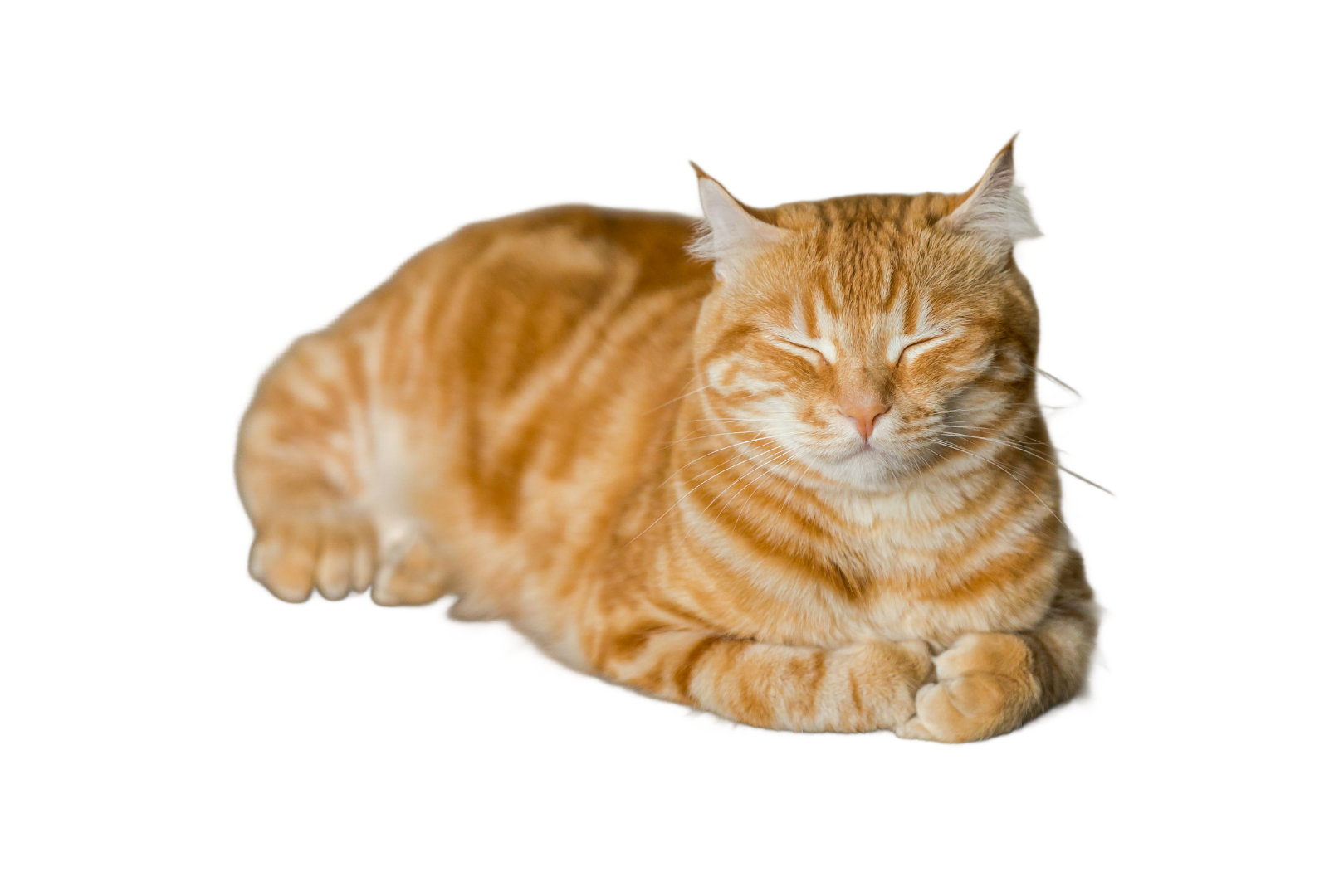 Animal1